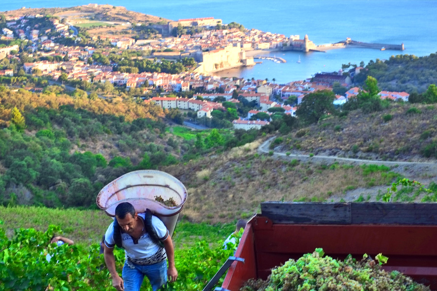 vignes_collioure.png