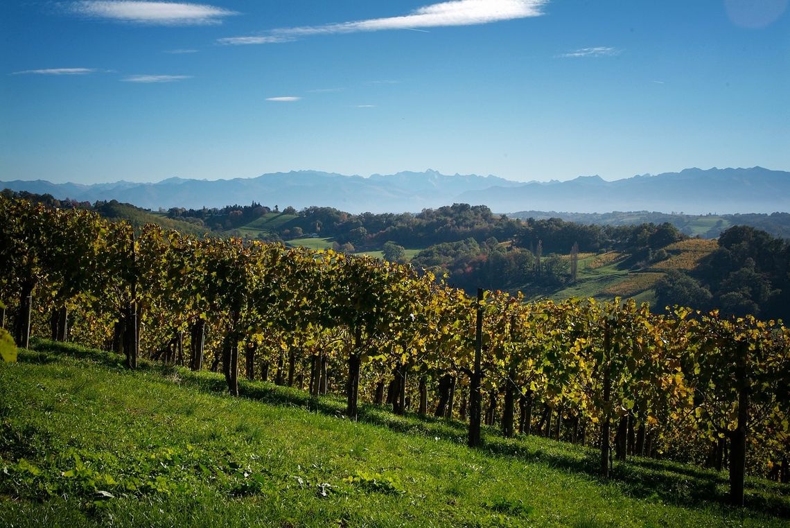 vignoble jurancon